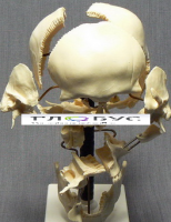 Модель "Кости черепа" (смонтированный на одной подставке) - «globural.ru» - Мурманск