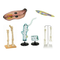 Комплект зоологических моделей демонстрационный - «globural.ru» - Мурманск