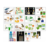 Комплект моделей-аппликаций демонстрационный - «globural.ru» - Мурманск