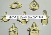 Модель Позвонки человека 7 штук - «globural.ru» - Мурманск