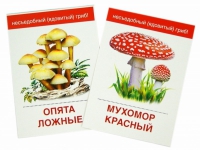 Раздаточные карточки "Грибы съедобные и не съедобные" - «globural.ru» - Мурманск