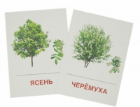 Раздаточные карточки "Деревья и кустарники" - «globural.ru» - Мурманск