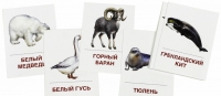 Раздаточные карточки "Животные холодных широт" - «globural.ru» - Мурманск
