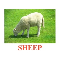 "Domestic Animals" ("Домашние животные") английские карточки Домана - «globural.ru» - Мурманск