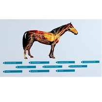 Стенд-планшет светодинамический "Изучение кровеносной системы сельскохозяйственных животных" со сменными панелями - «globural.ru» - Мурманск