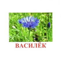 Карточки Домана "Полевые цветы-Травы" - «globural.ru» - Мурманск