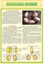 Стенд "Строение семян" - «globural.ru» - Мурманск