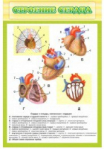 Стенд "Строение сердца" - «globural.ru» - Мурманск