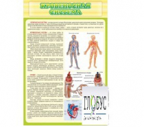 Стенд "Кровеносная система" - «globural.ru» - Мурманск