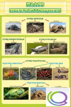 Стенд "Класс пресмыкающиеся" - «globural.ru» - Мурманск