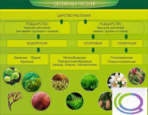Стенд "Систематика растений" - «globural.ru» - Мурманск