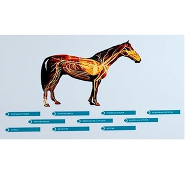 Стенд-планшет светодинамический "Изучение кровеносной системы сельскохозяйственных животных" со сменными панелями - «globural.ru» - Мурманск