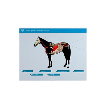 Стенд-планшет светодинамический "Изучение пищеварительной системы сельскохозяйственных животных" со сменными панелями - «globural.ru» - Мурманск